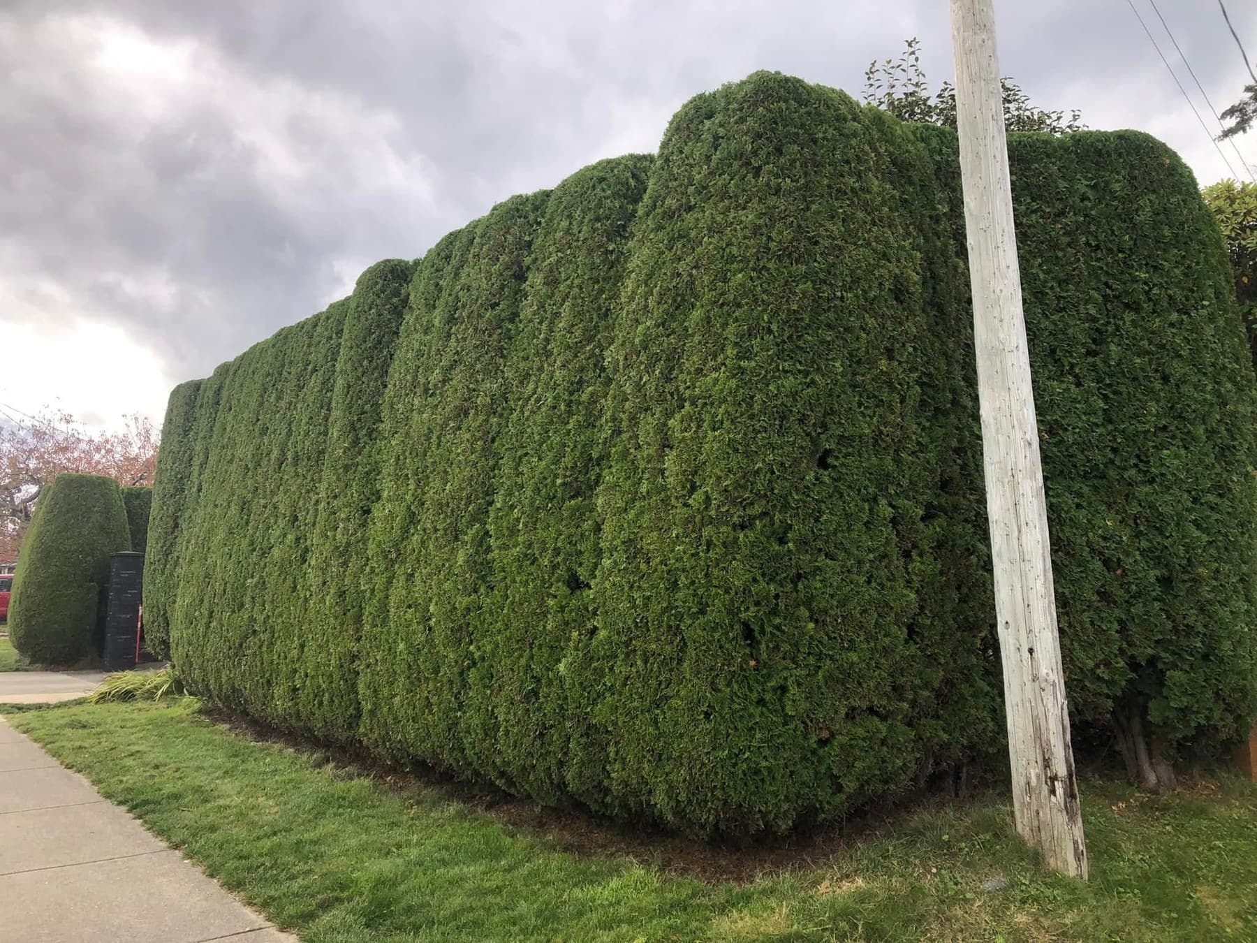 Tall sculpted cedar hedge wall with rolling tops along a quiet sidewalk
