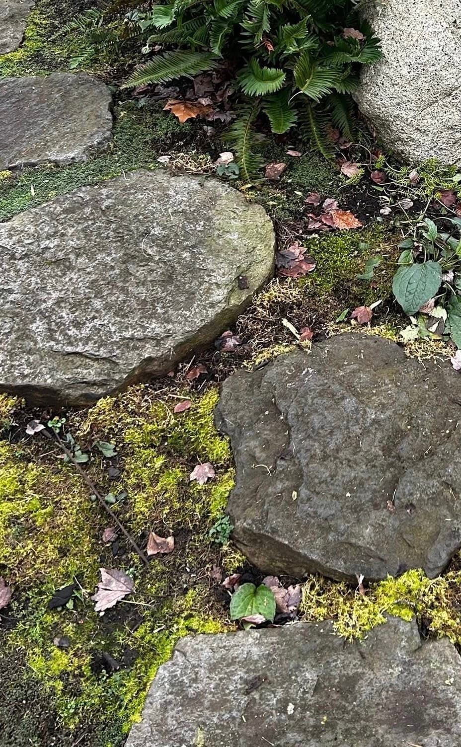 Stepping stones with established moss in the joints