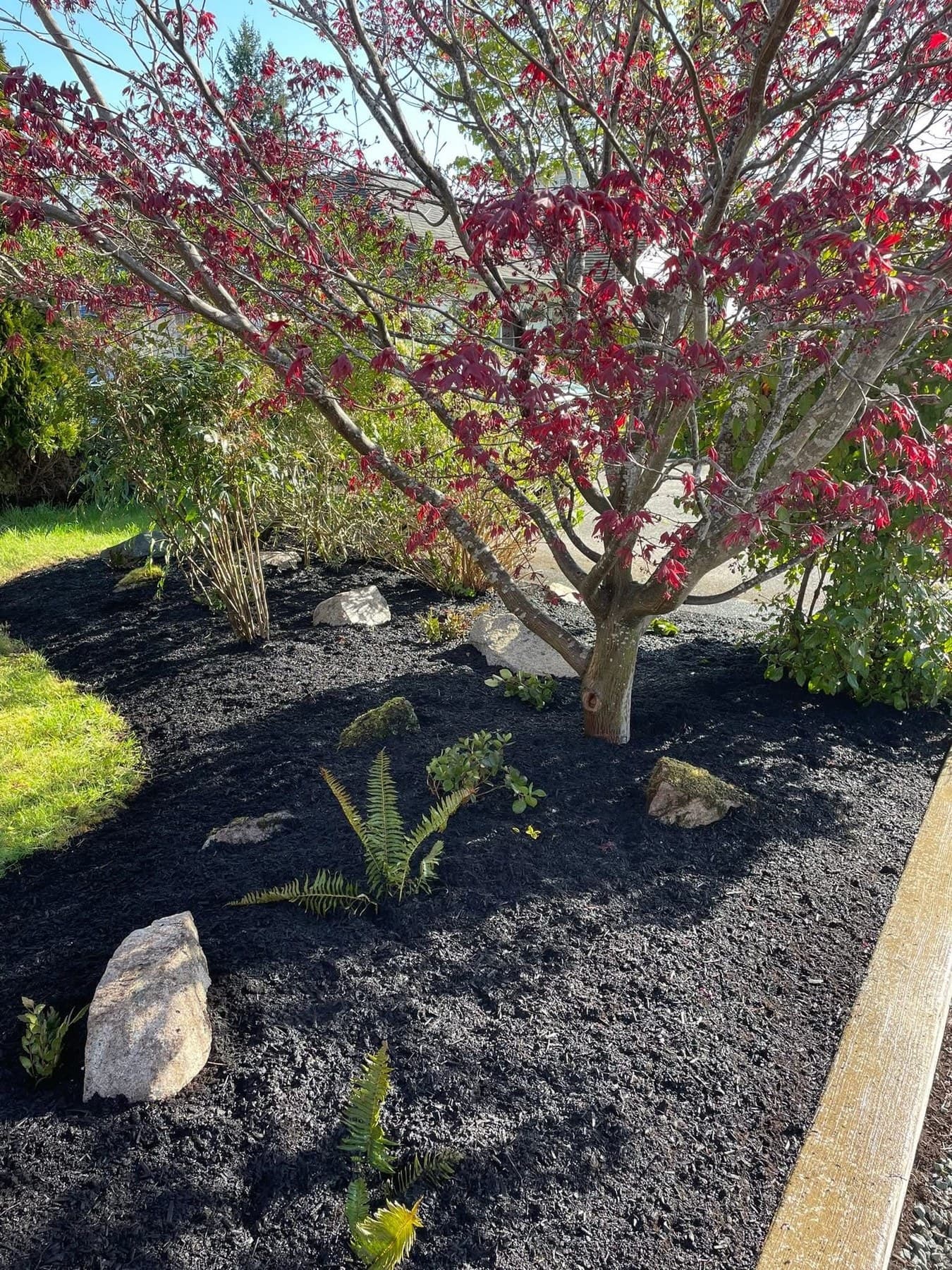 Vibrant red Japanese maple set over rich black mulch with stone and fern accents