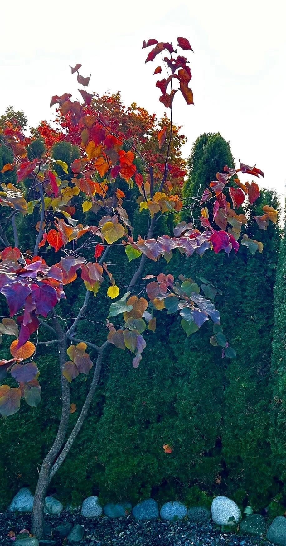 Tree with vibrant red and orange autumn foliage against a deep-green cedar hedge