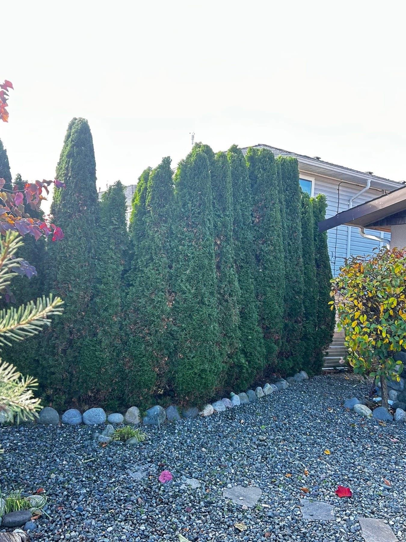 Cedar hedge frontage with curved gravel border and stone edge