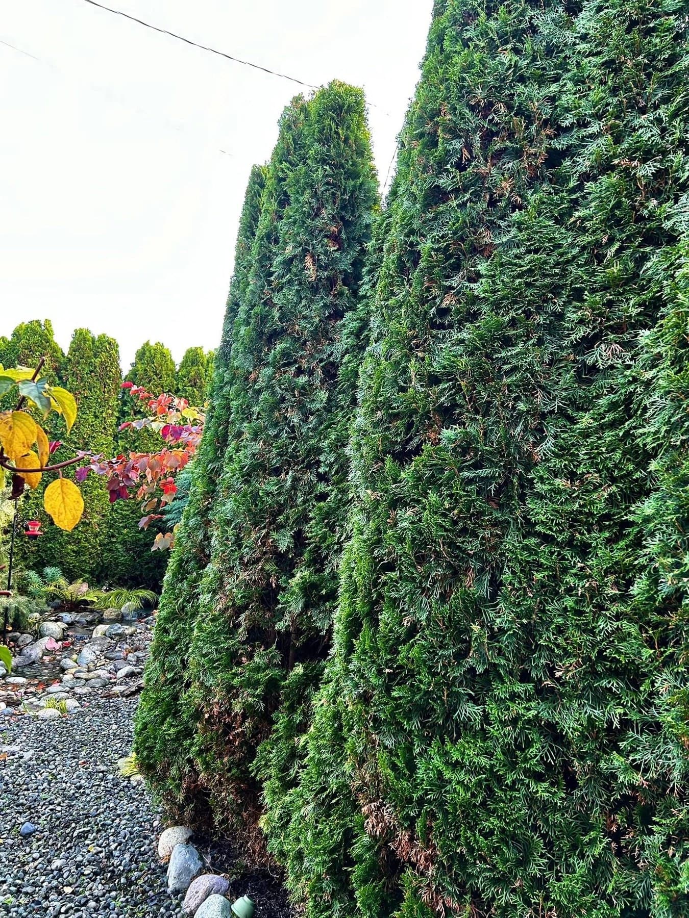 Mature cedar hedge column close-up