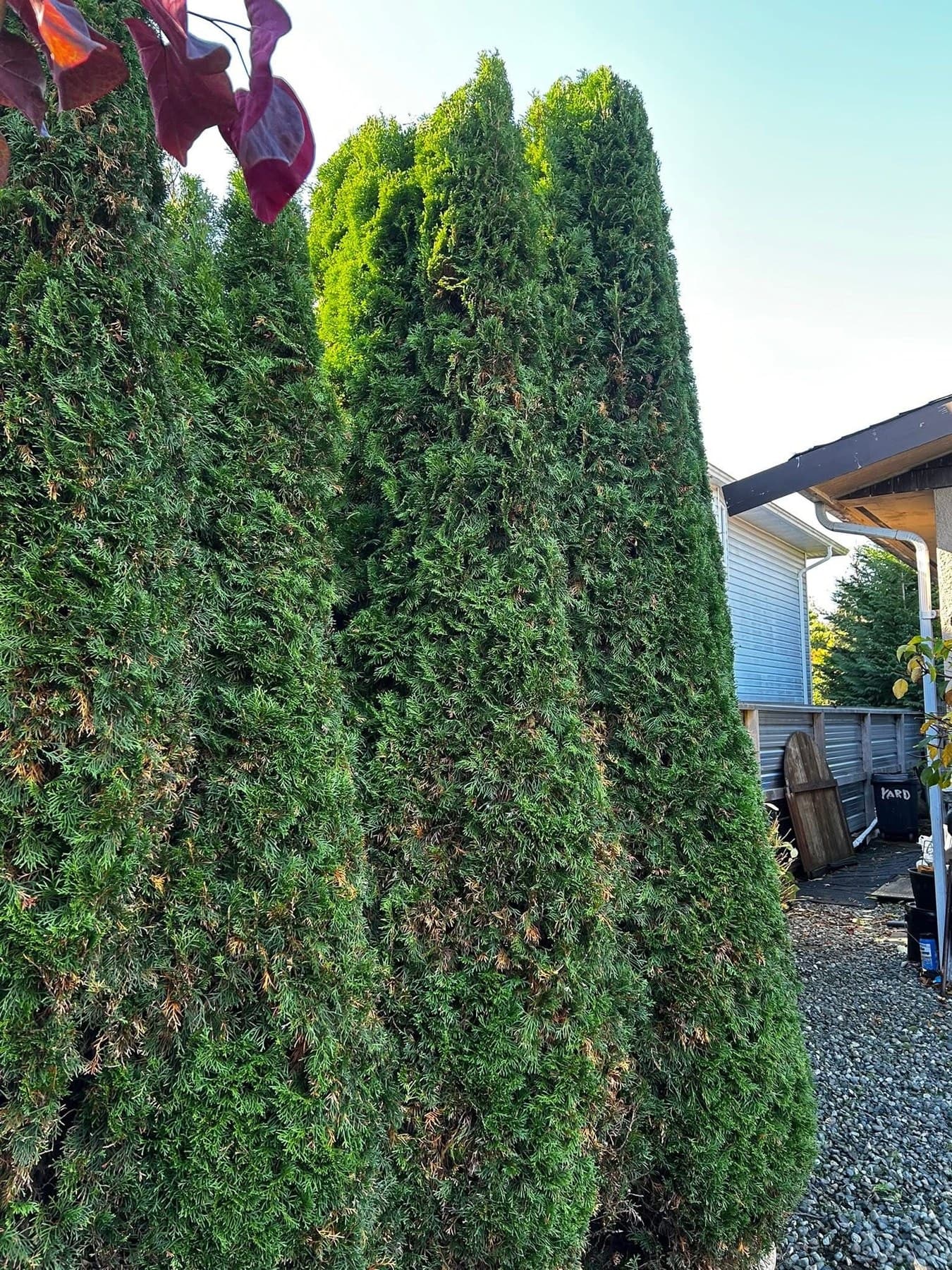 Tall sculpted cedar hedge top, close-up
