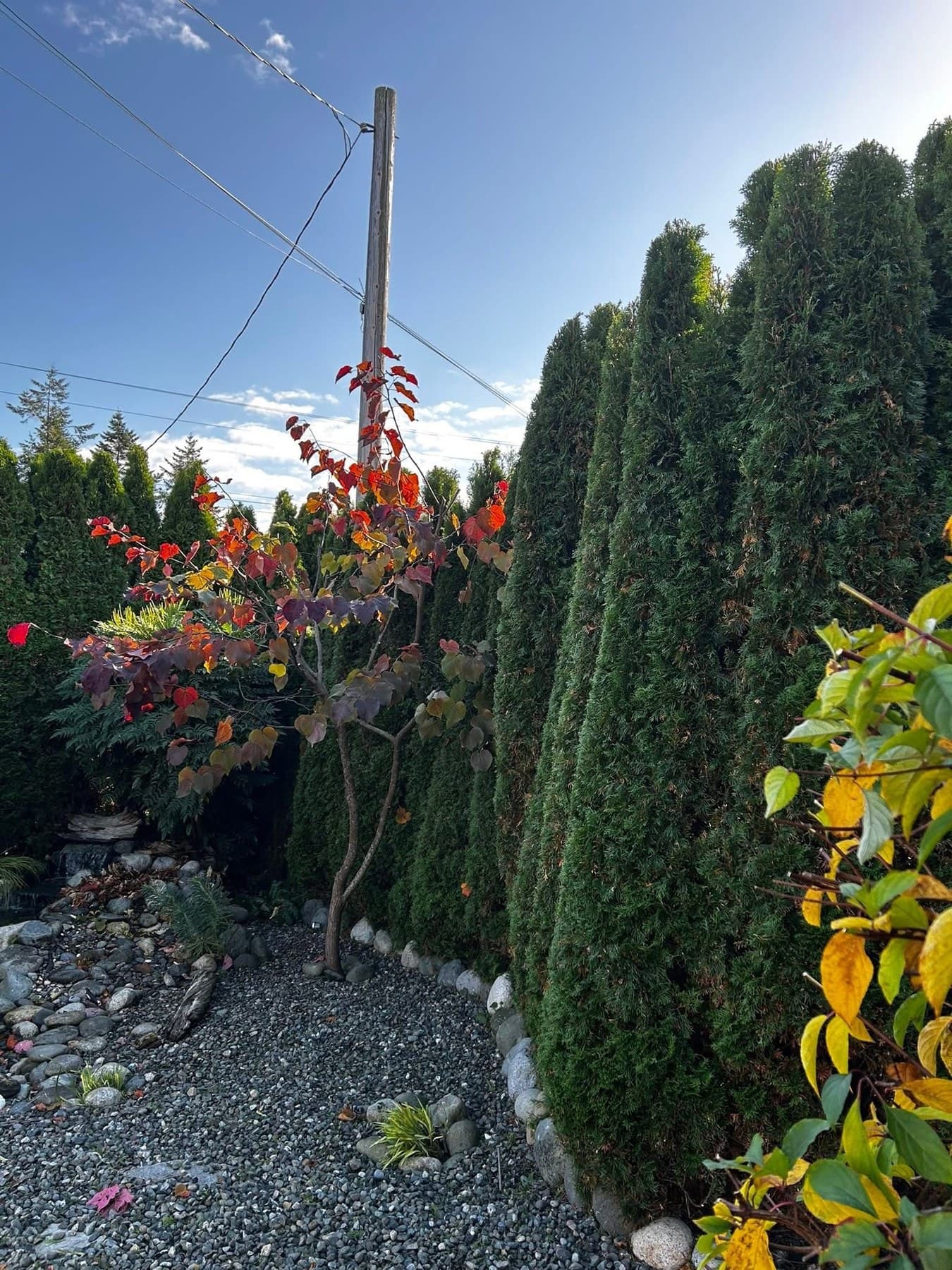 Tall cedar hedge corner with autumn foliage and clear sky overhead
