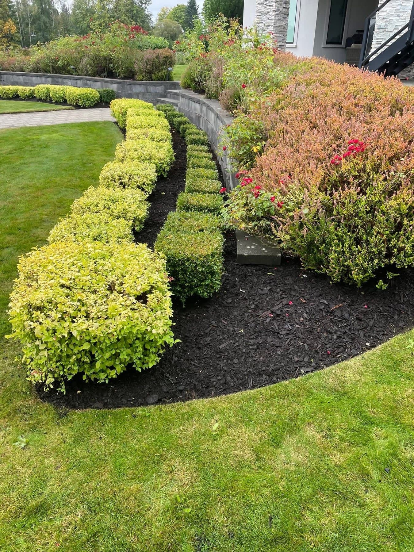 Curved boxwood and barberry border along a fresh black-mulch bed beside a manicured front lawn
