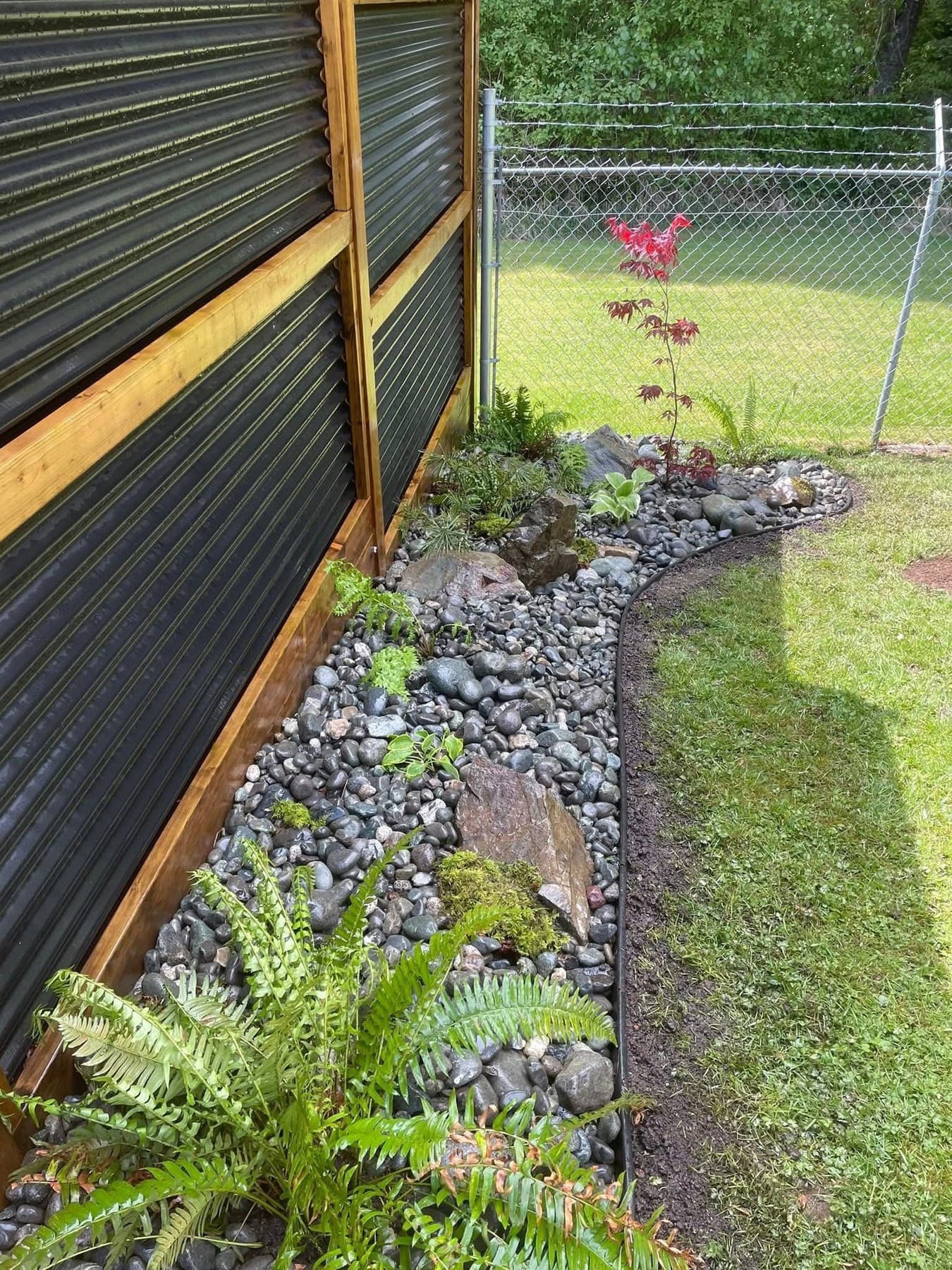 River-rock garden bed with sword ferns and a small Japanese maple running along a corrugated black privacy fence